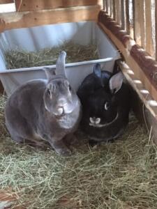 2-rabbits