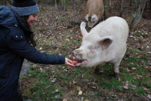 Feeding a pig